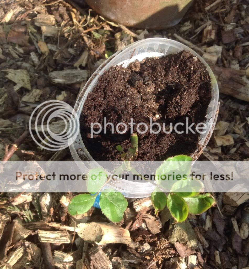 New Cane photo 12457AA6-B8E4-4BD4-B9E0-F042F69303DC_zpsp2bmopuo.jpg